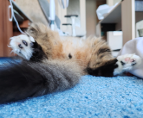 �������� ������� �� ����������