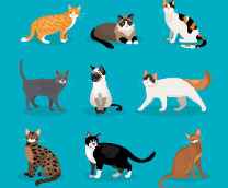 �����-��������� � ��� �����