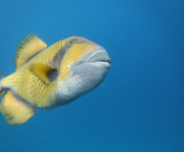 ���������� ��������� ����������� ���