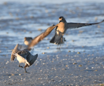 Mangystau Bird Camp