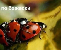 Мемчики