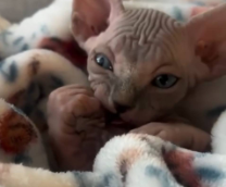 Мои котики