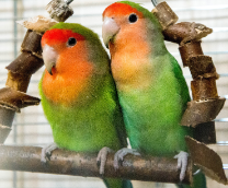 ��������������� �������