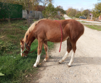 ��� ���������