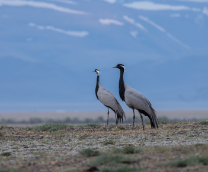 �����-��� �� ���������� �����, ���� 2024