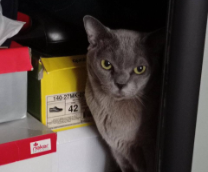 Приёмный котоотец