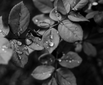 ��� ��������